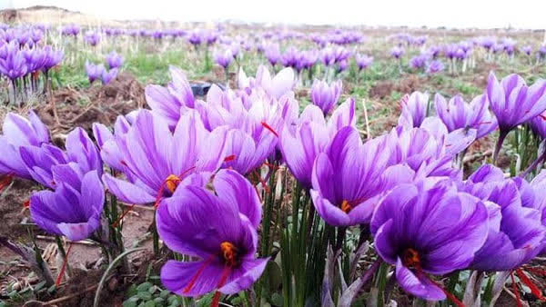 طلای سرخ زاگرس؛ جایگزینِ مزارعِ تشنه در چهارمحال و بختیاری