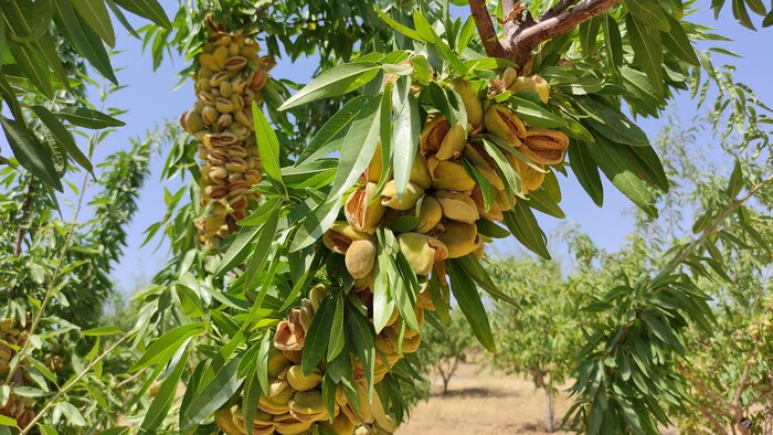 معاون وزیر : توسعه زنجیره ارزش بادام در دستور کار وزارت جهادکشاورزی قرار دارد