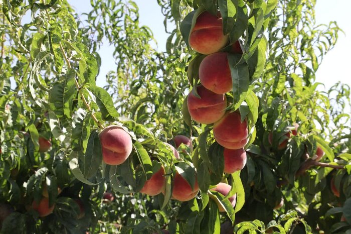 باغبانی چهارمحال و بختیاری؛ از اصلاح باغات و نهال سالم تا تکمیل زنجیره ارزش