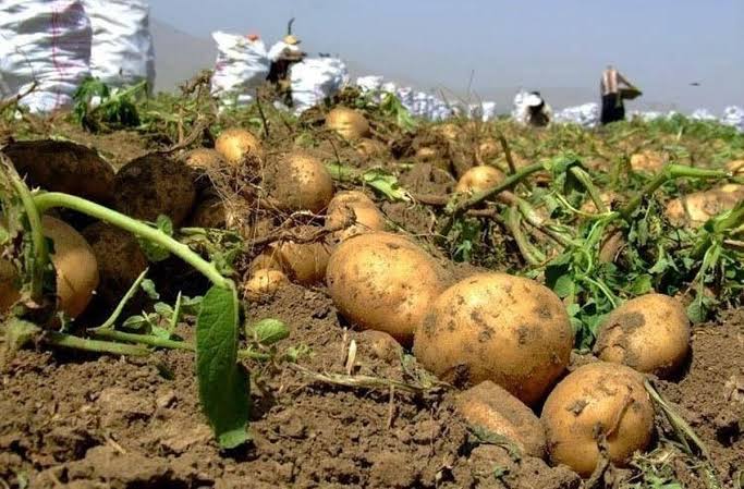 پرتودهی گاما؛ راهکاری برای افزایش ماندگاری سیب‌زمینی خوراکی