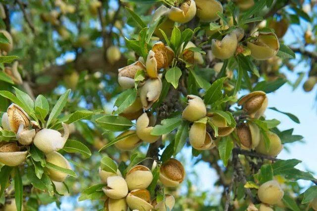 از شناسایی ژنوتیپ‌های برتر بادام مقاوم به سرمای بهاره تا اجرای ۷۹ طرح پژوهشی؛ تشریح ظرفیت‌ها و دستاوردهای مرکز تحقیقات کشاورزی چهارمحال و بختیاری