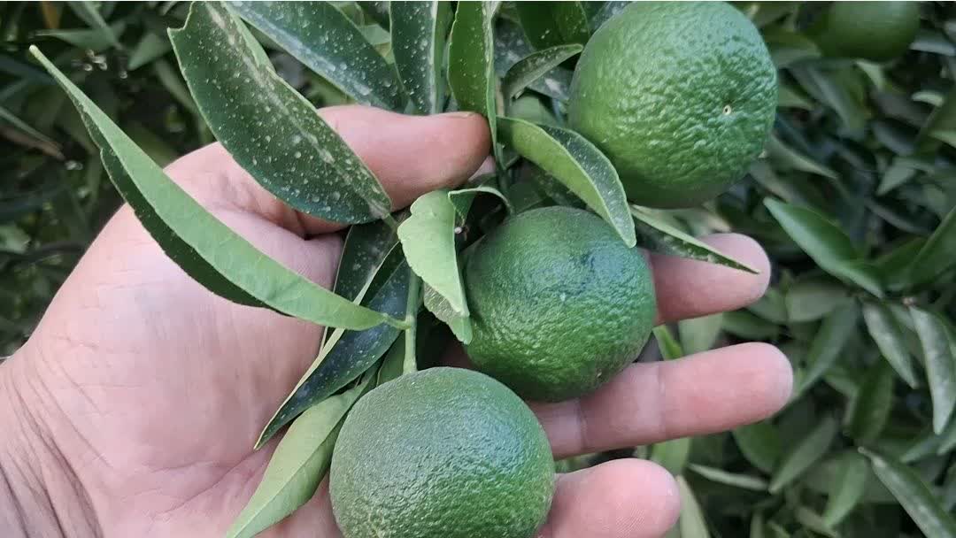 ظرفیت‌های کم‌نظیر منطقه مشایخ شهرستان کیار برای توسعه کشت مرکبات