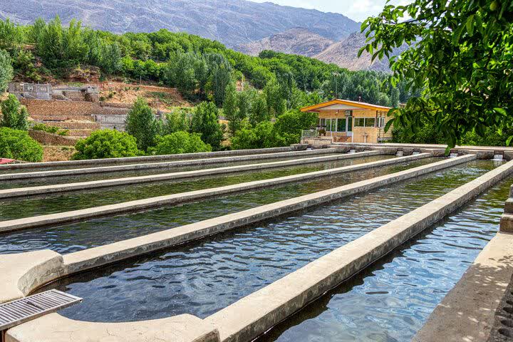 چهارمحال‌ وبختیاری قطب تولید ماهیان سردابی کشور 