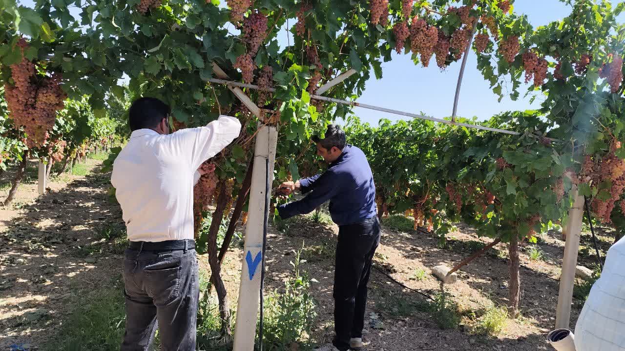 یک هکتار، ۳۵ تن محصول/درخشش انگور بی‌دانه قرمز در باغ نمونه سامان